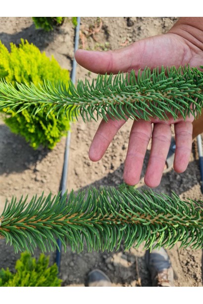 Ель обыкновенная Виргата